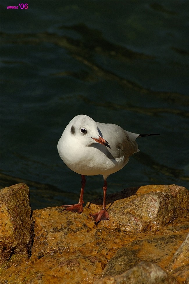 Gabbiano... corso? No, Gabbiano comune / Chroicocephalus (ex Larus) ridibundus